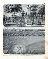 H.M. Miller, Horticulrtural Farm, Residence, Henry Miller, Peach Orchard